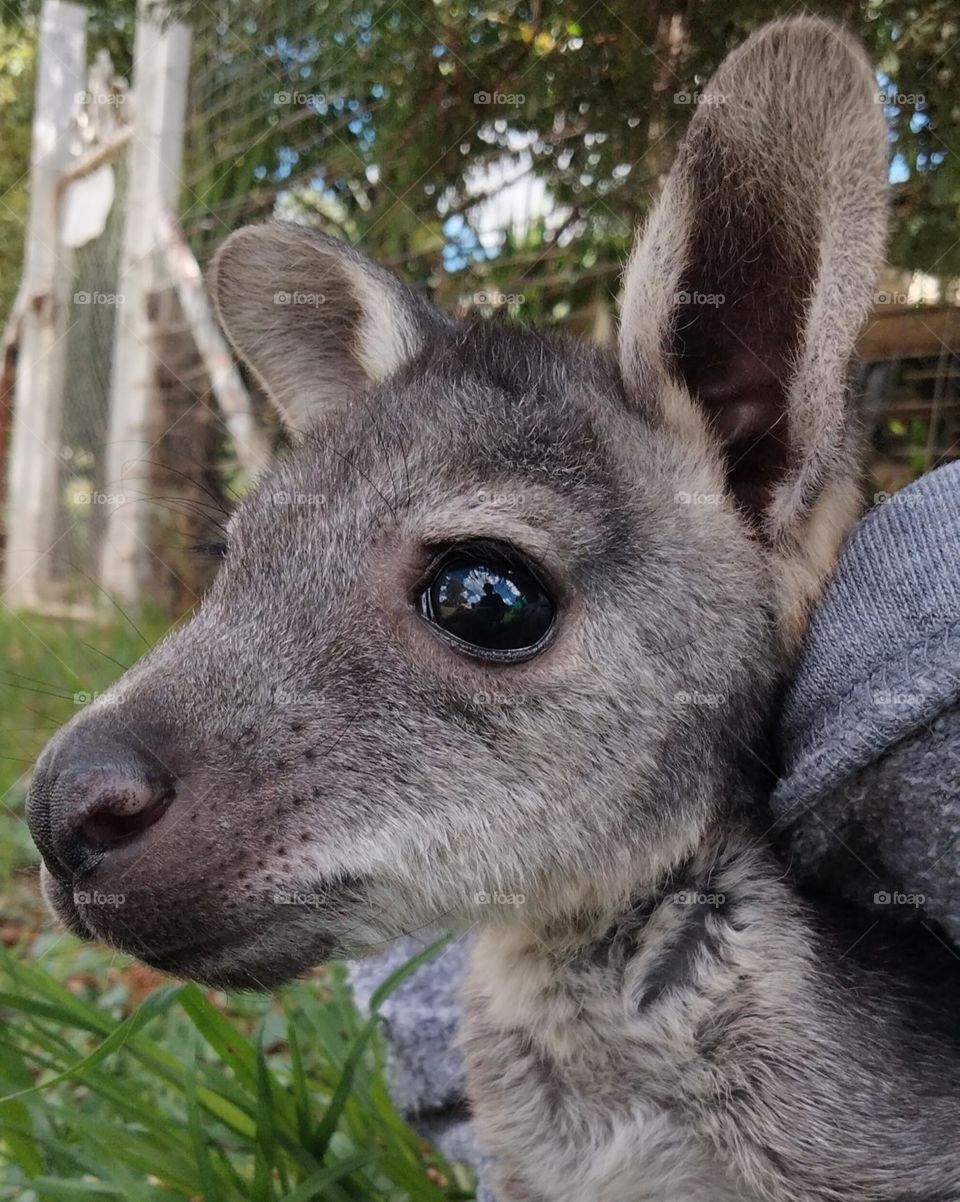 kangaroo