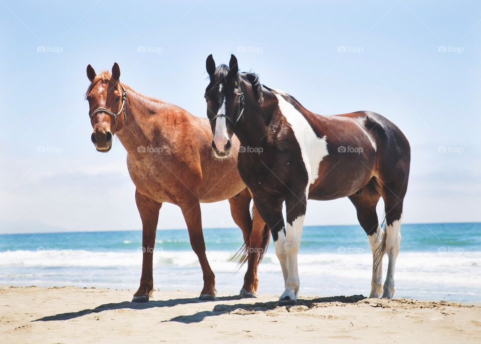 Horses standing on sand at beach