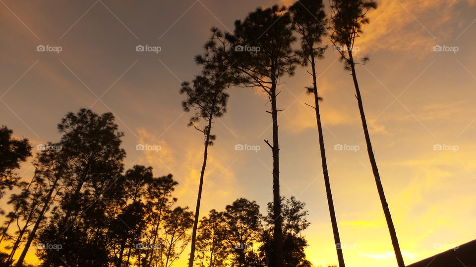 Sunset big pines