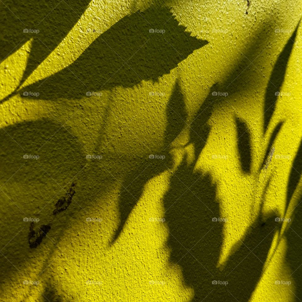 Tree leaves shadow on wall background.