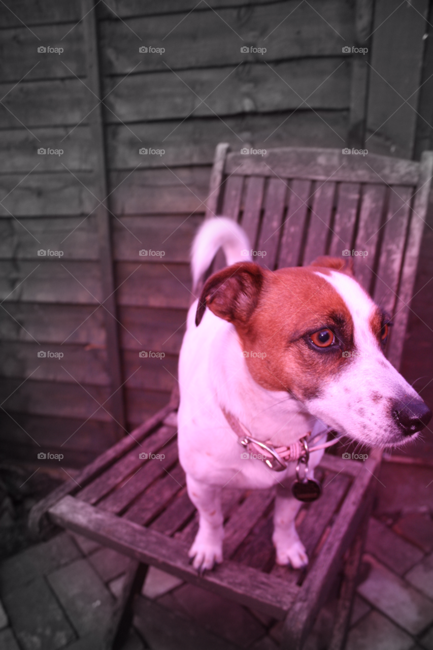 garden chair dog jack russell by leonbritton123