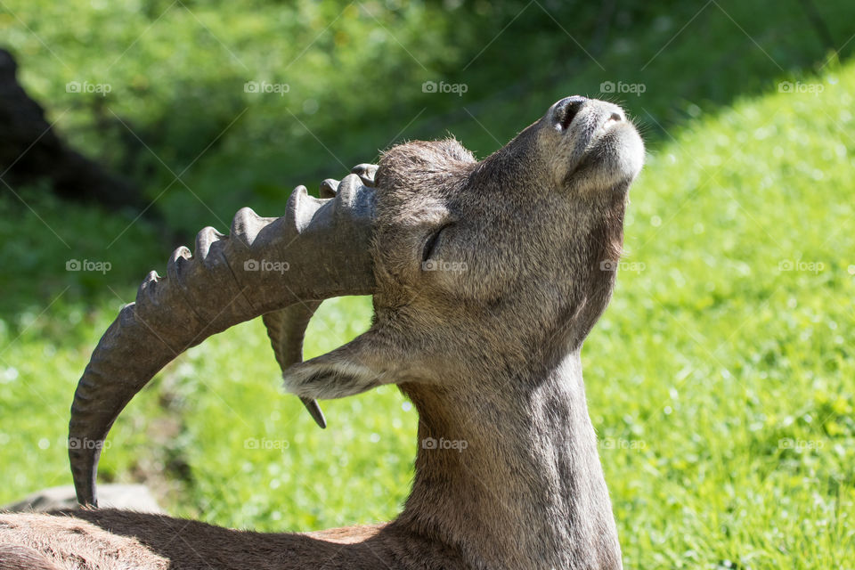 Ibex animal scratches his back and enjoying life - stenbock njuter av livet 