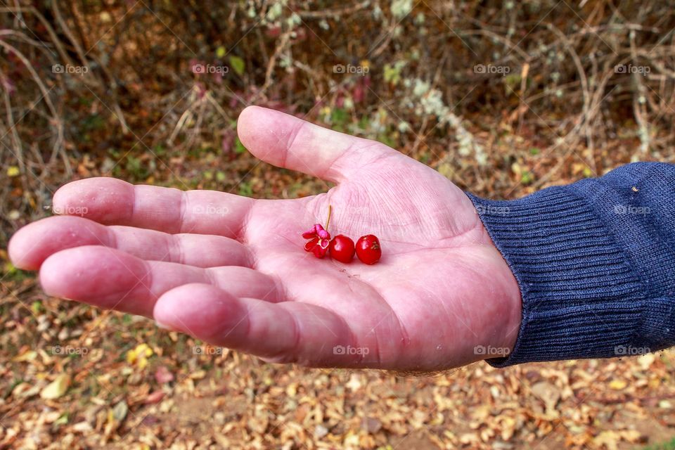 Red berries in the man hand