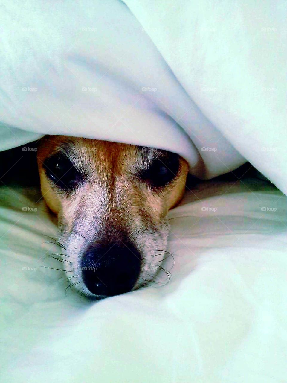 cute dog under blanket