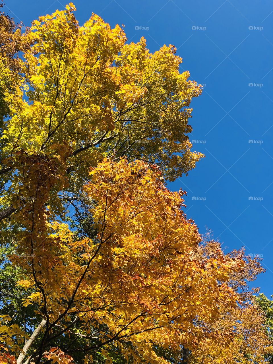 Royal blue sky and peak fall leaf color in Door County, Wisconsin.