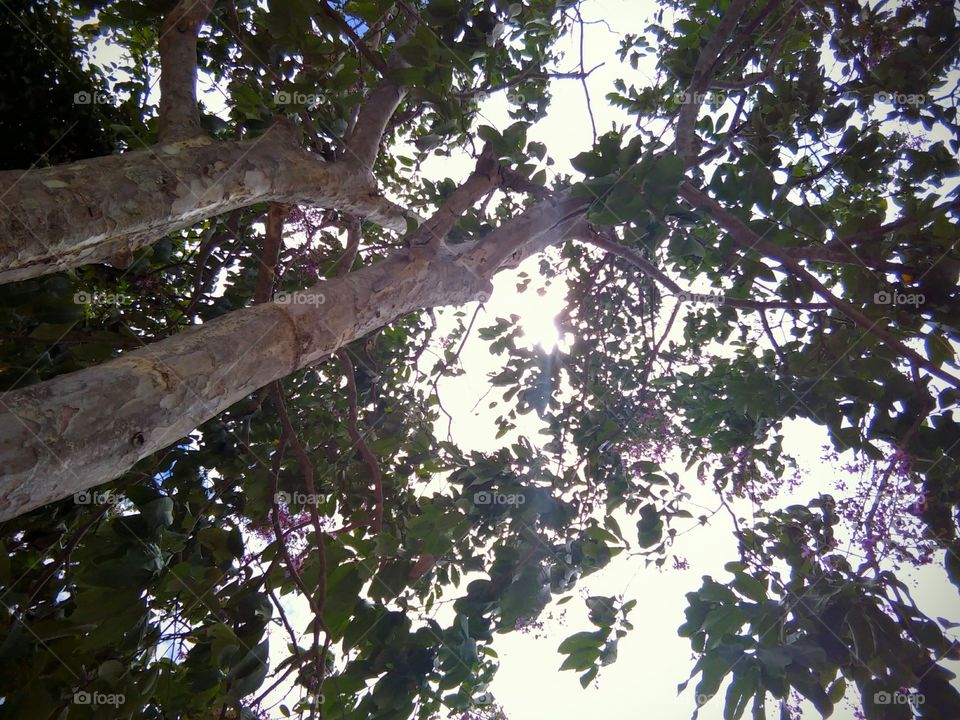 tree canopy. looking up through the trees in Thailand