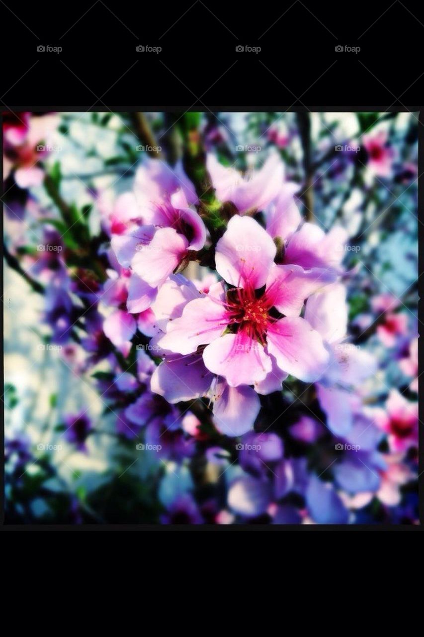 Spring Flowers!