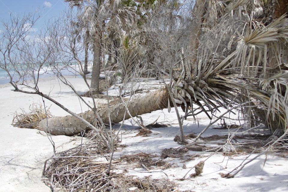 Beach Scape: Fallen Palm