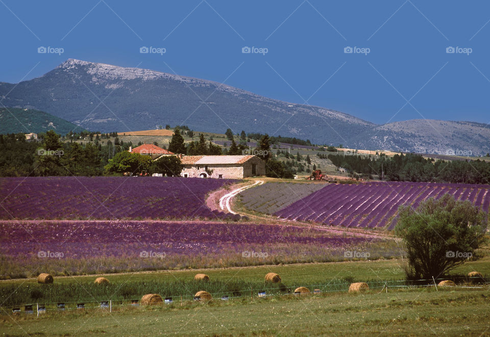 Lavender. Provence