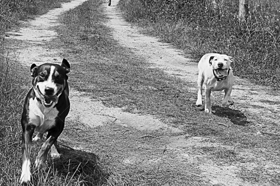 Two dogs running down a country dirt road on the farm and done in black and white