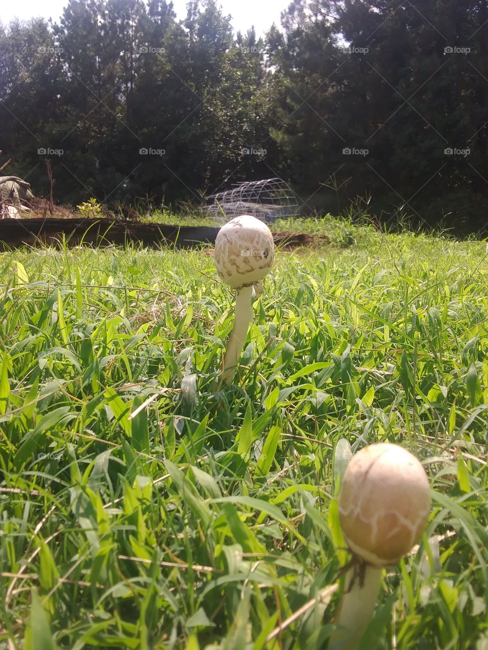 egg looking shrooms