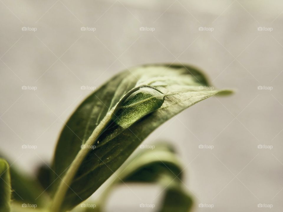 single drop on green leaf