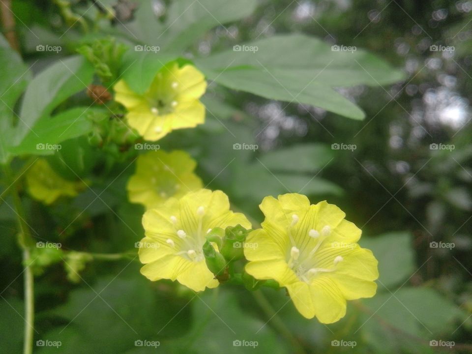 Nature, Flower, Leaf, Flora, No Person
