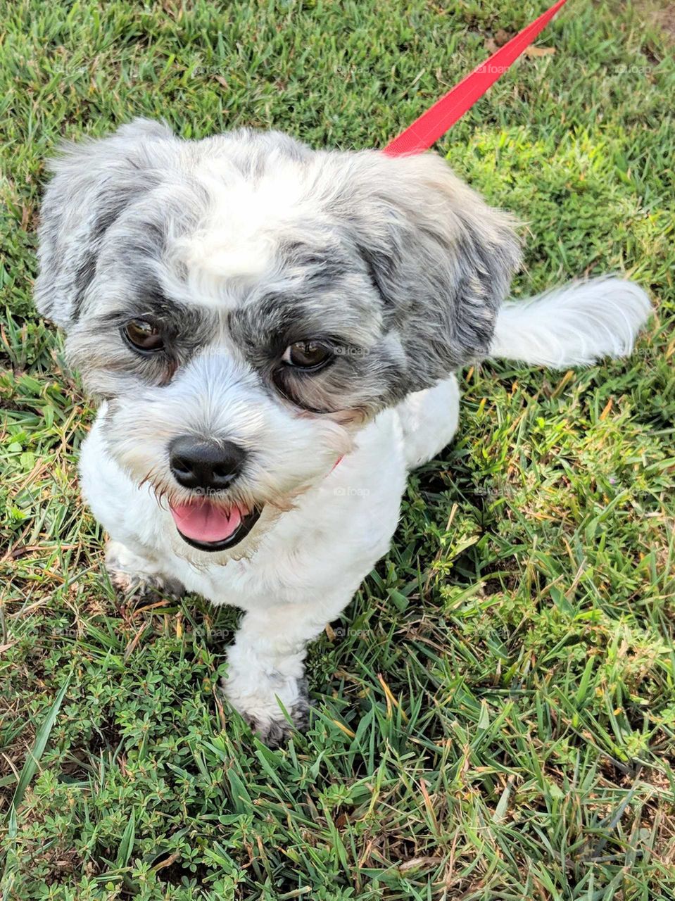 puppy enjoying the outdoors