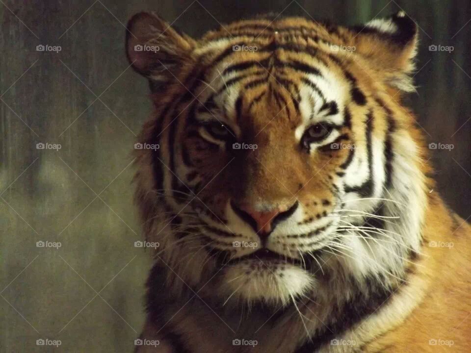 tiger