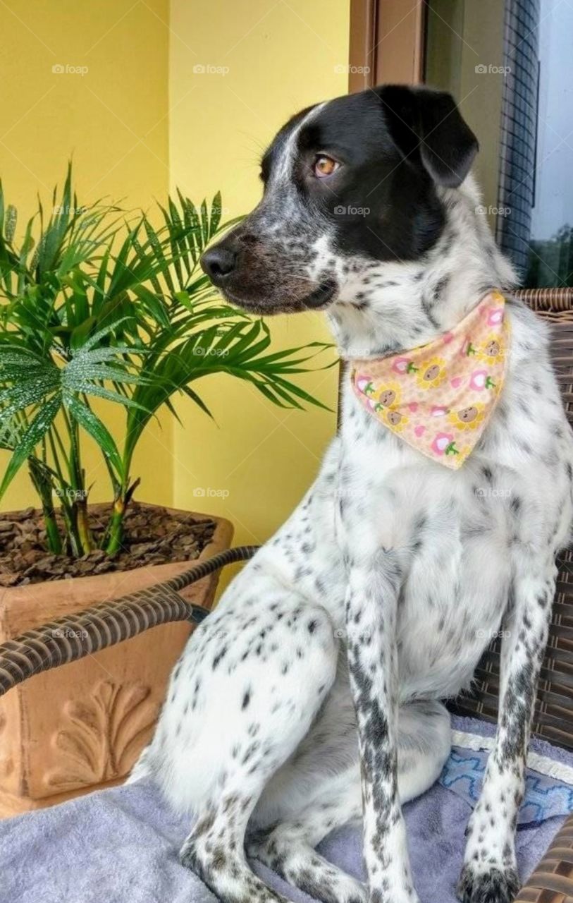 Minha cachorrinha Molly