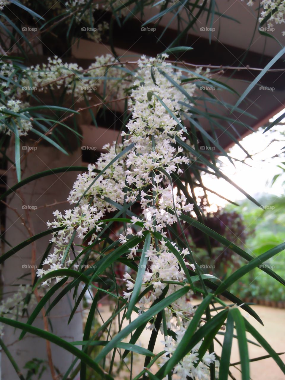 Beauty of herbal vines flowers