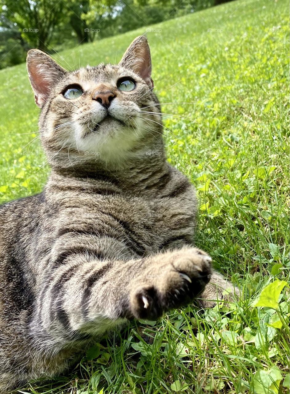 Grey tabby cat looking up