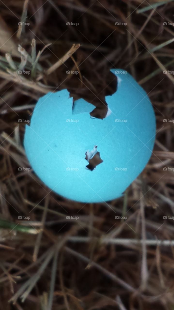 robins egg hatched. this half was in the grass.