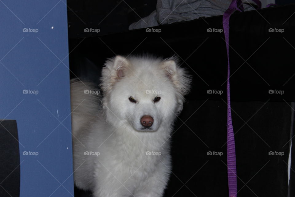 Pretty puppy. Akita 