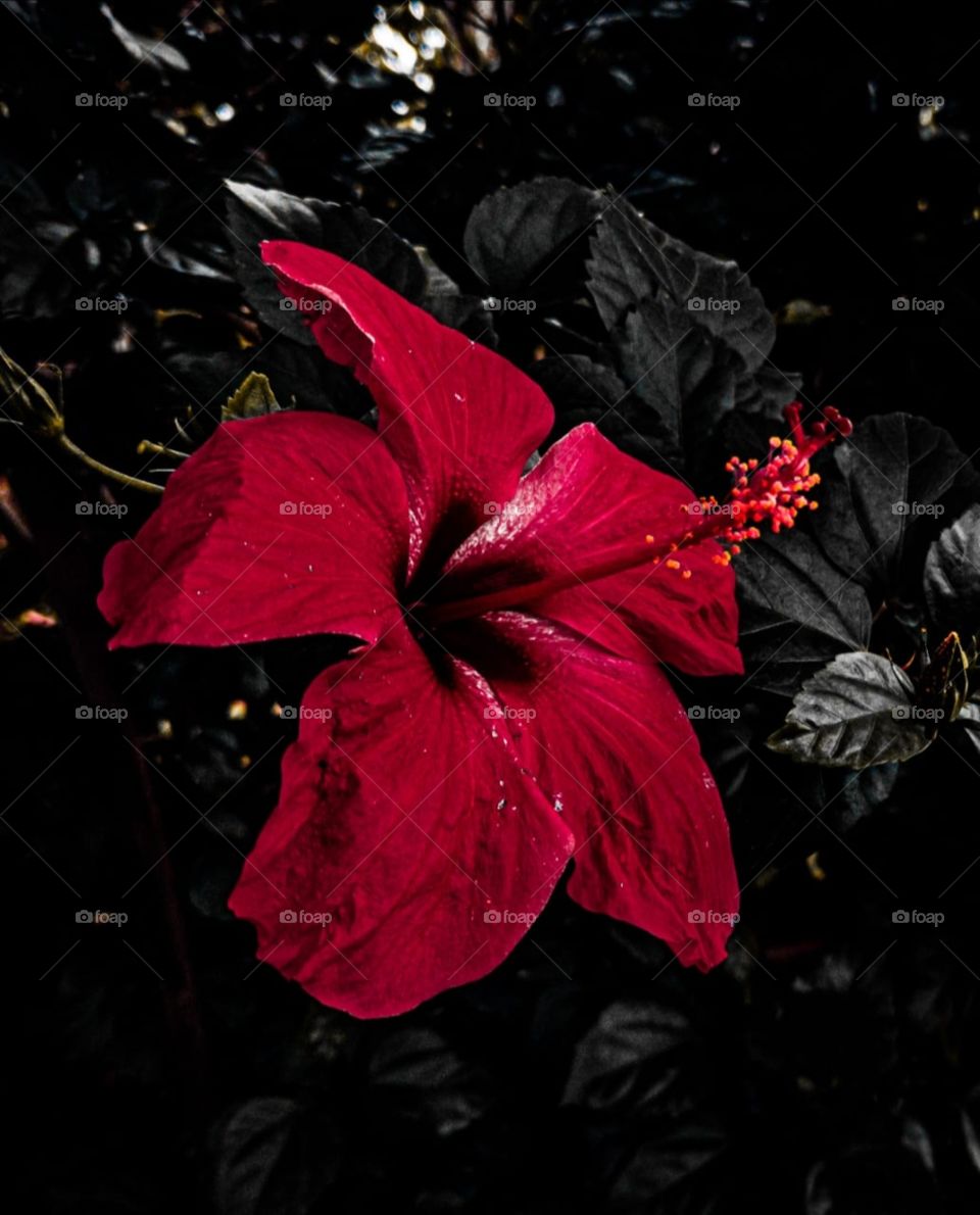 Flor roja destacando entre un fondo oscuro