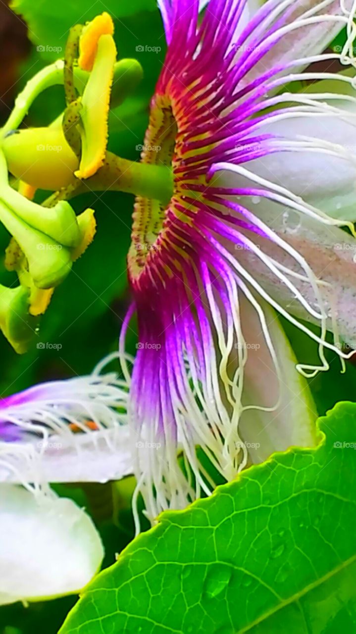 "Pink Feathered Passion Flower". The components of the passion flowers are said to tell the story of the crucifixion of Jesus Christ