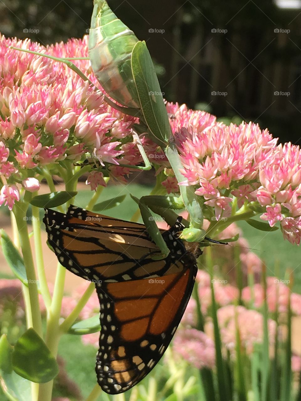 A praying mantis eating a butterfly.