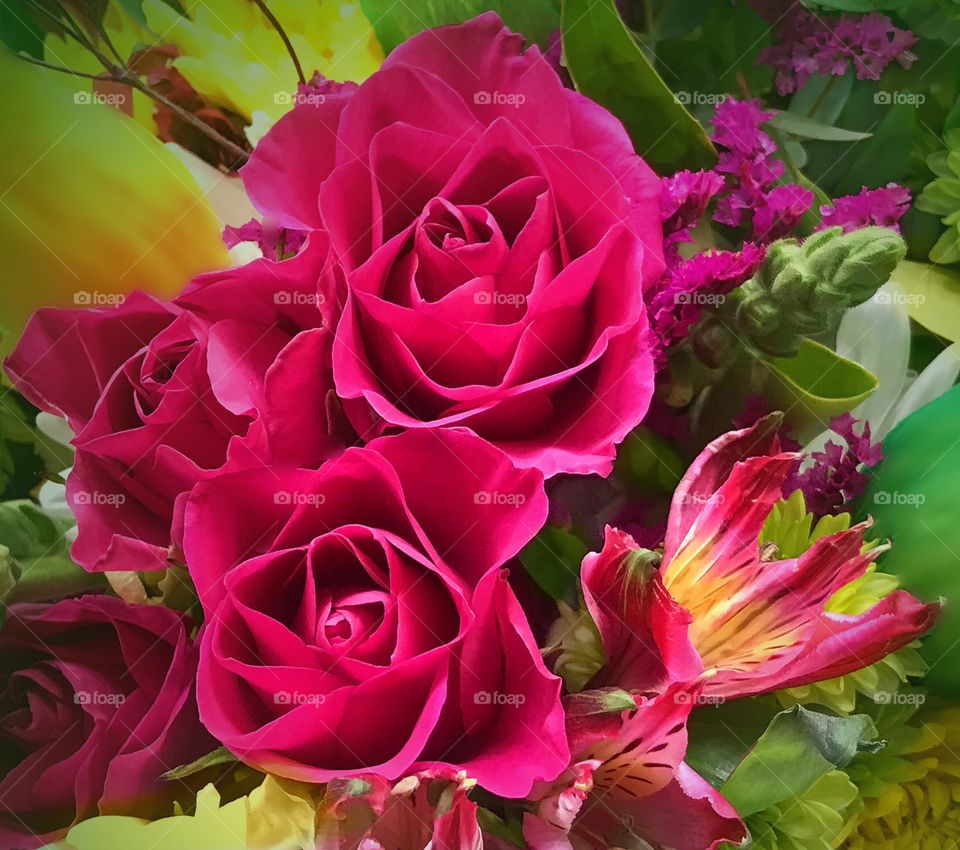 Deep pink roses
