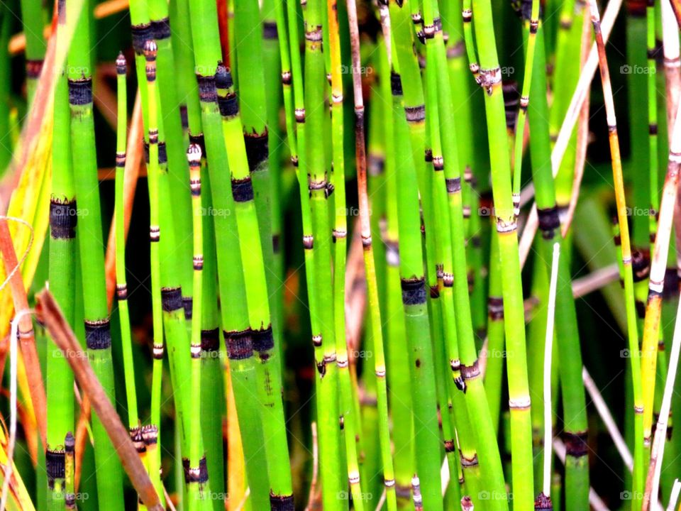 bamboo stems