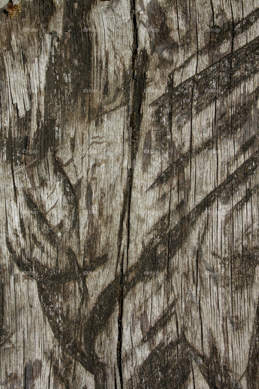 Wood texture 