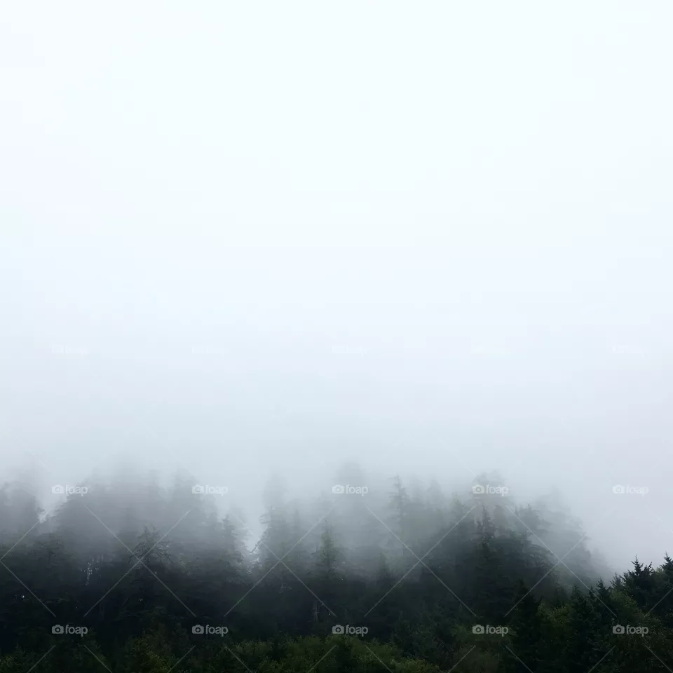 Fog