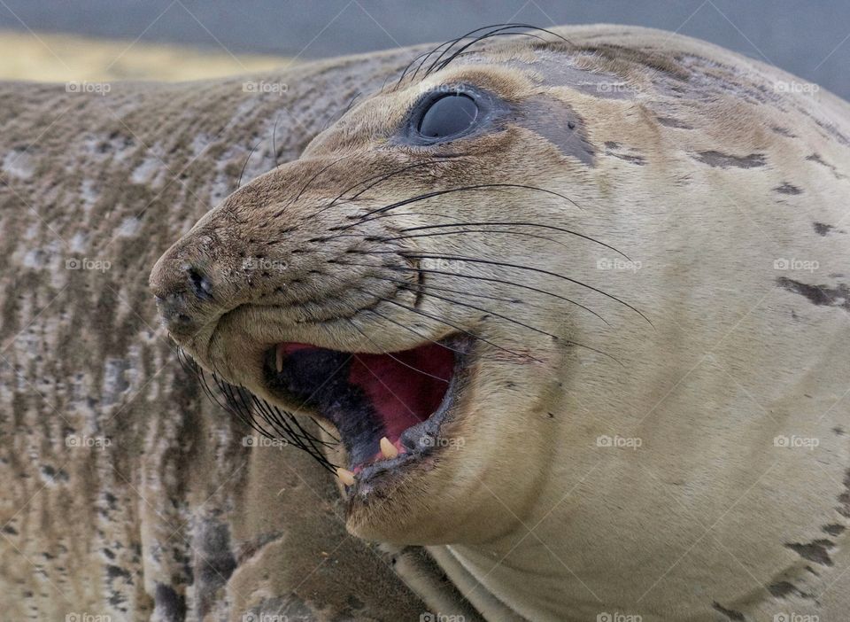 Elephant seal