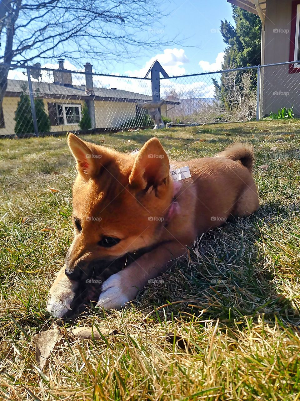 A Shiba Inu puppy named Vixen enjoying the fruits of nature