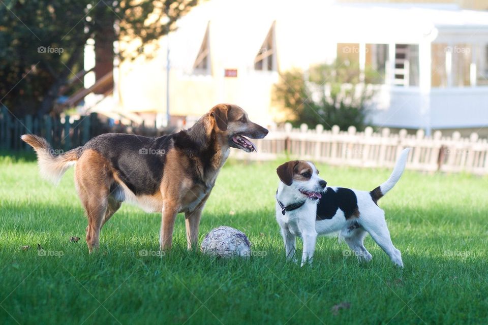 Dogs and a ball
