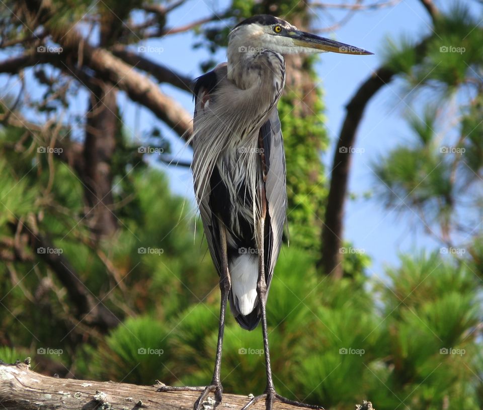 Blue heron