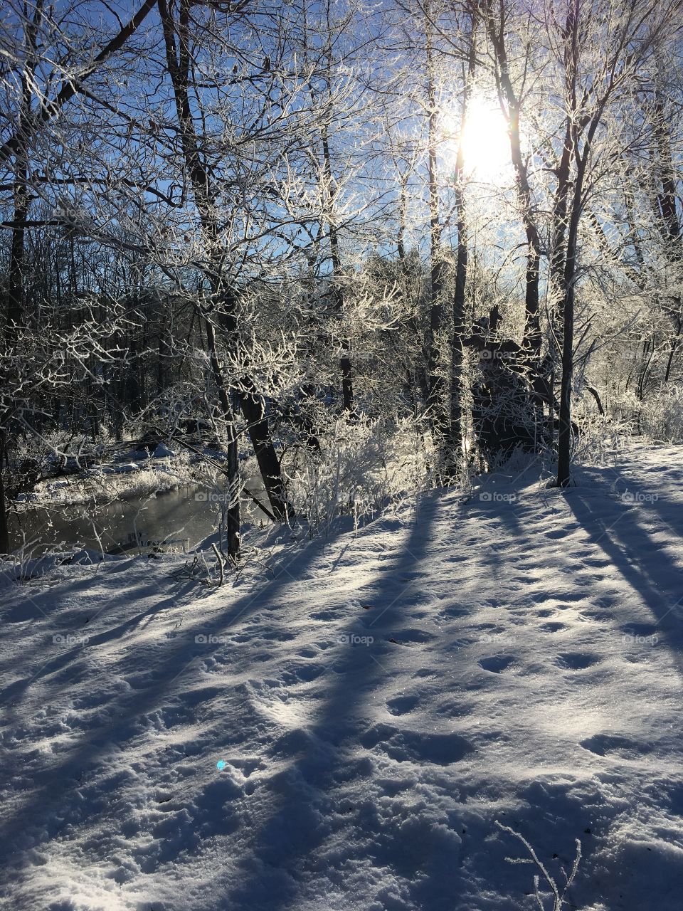 Sun through the frosted trees
