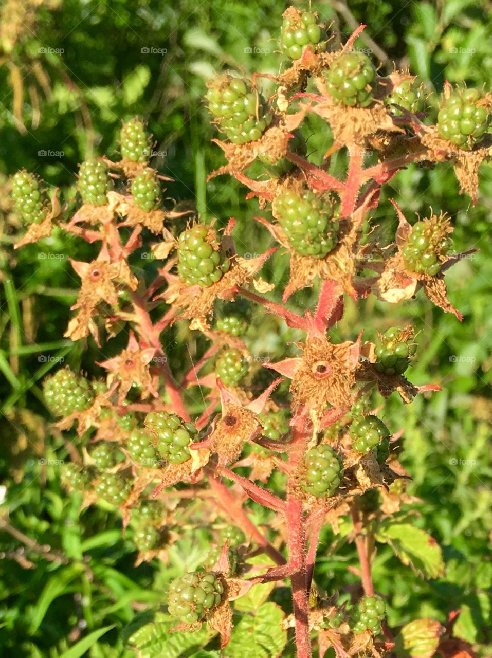Soon to be blackberries 