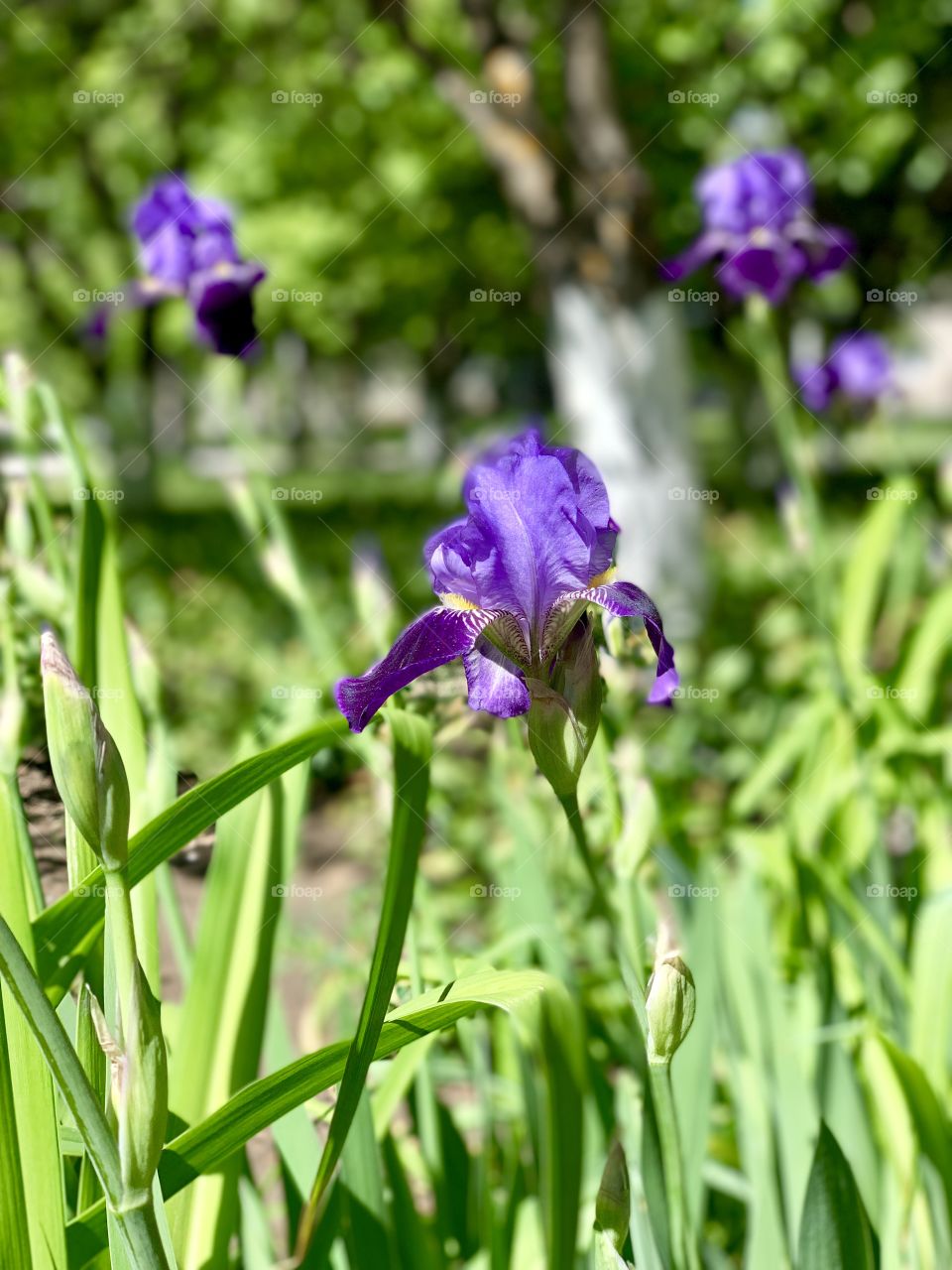 purple irises in a flowerbed