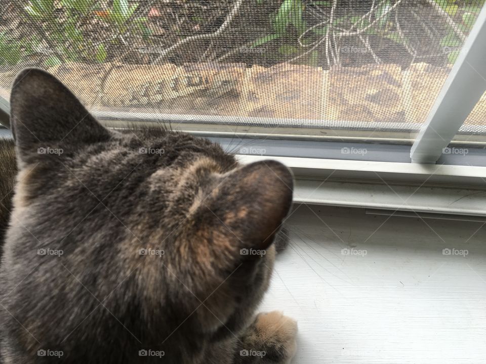 Cat watching lizard through window.