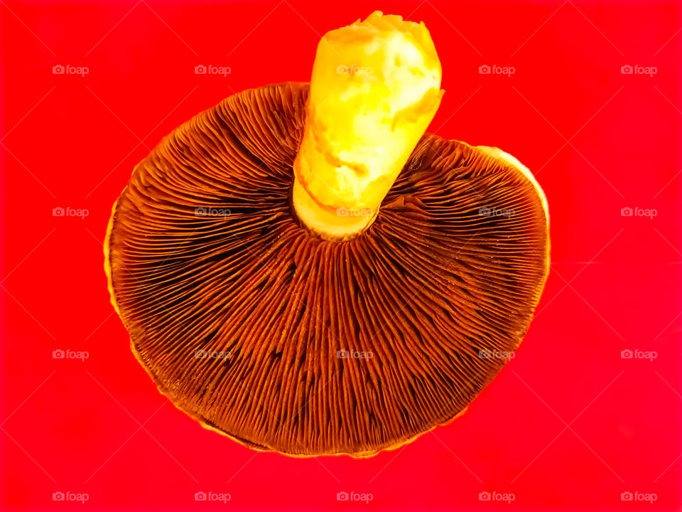 Agaricus campestris with pink gills - Field mushroom on a pink background