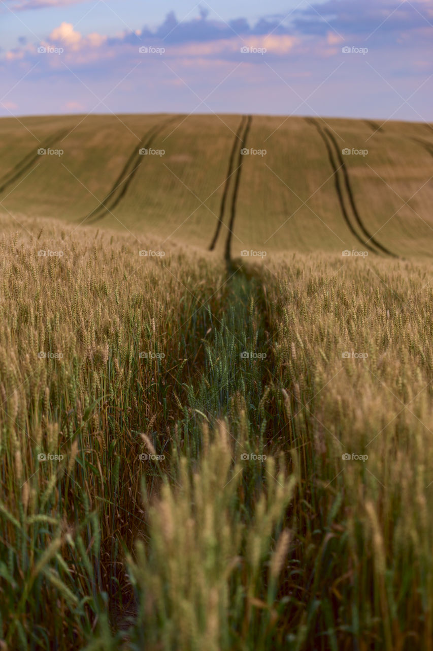 Field, hills, Moravia