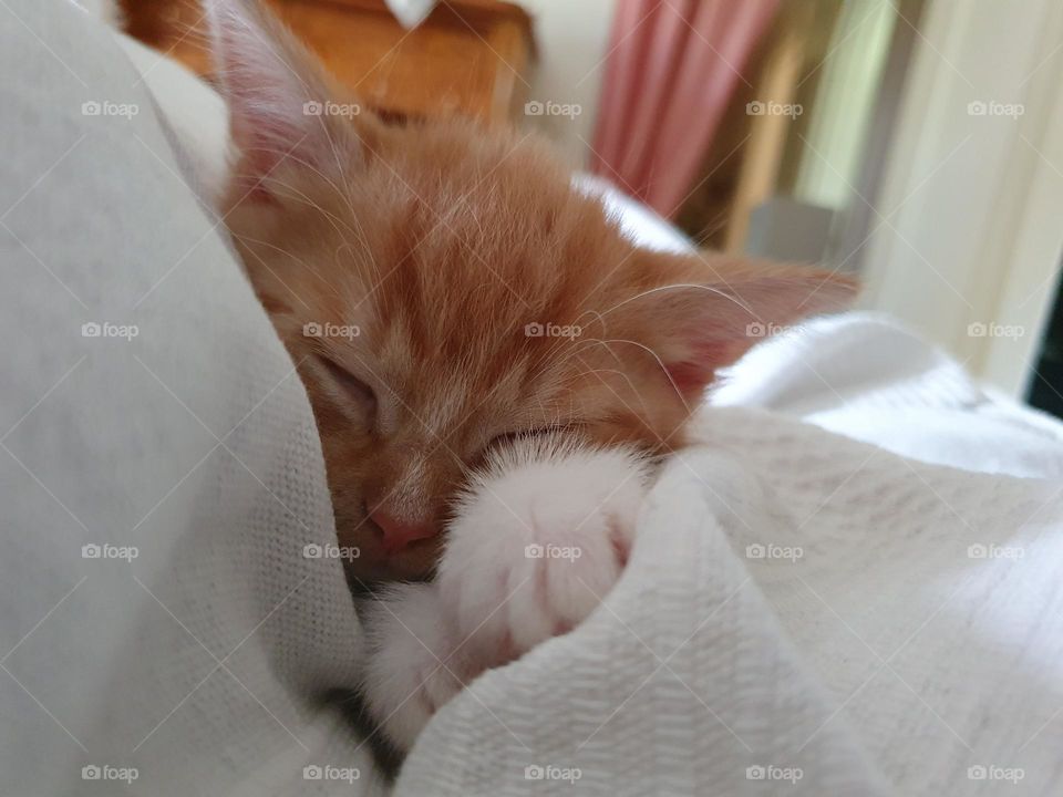 cozy little kitten sleep