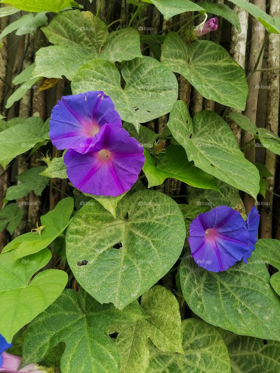 Morning glory plant