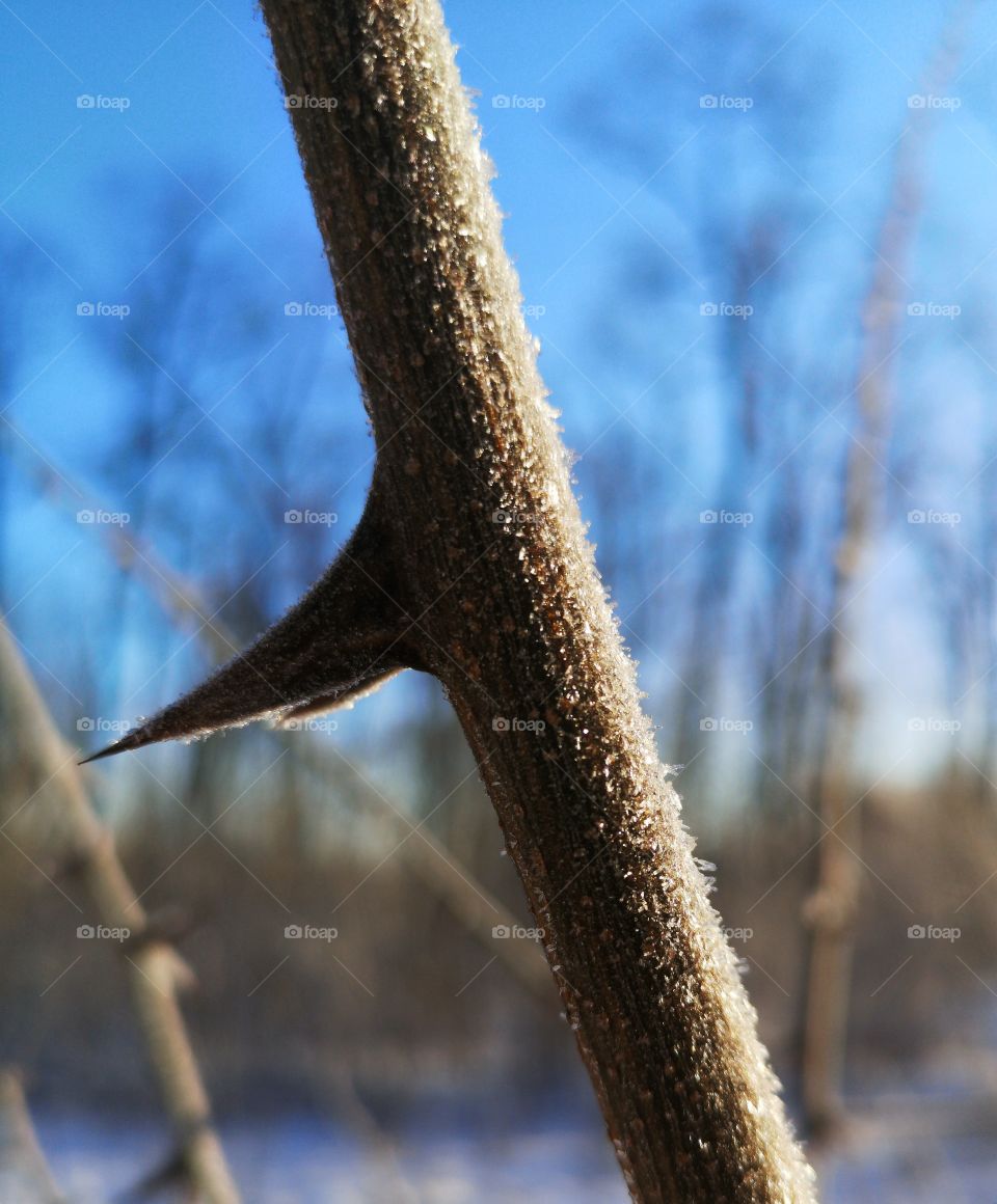 Sunny day in winter forest