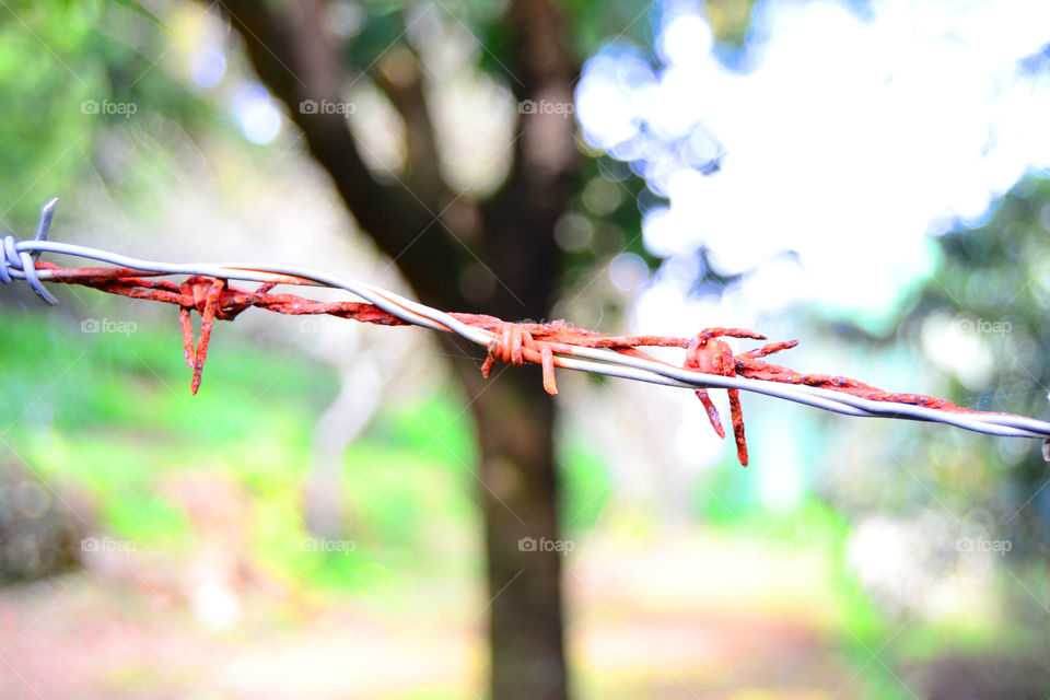 Barbed wire