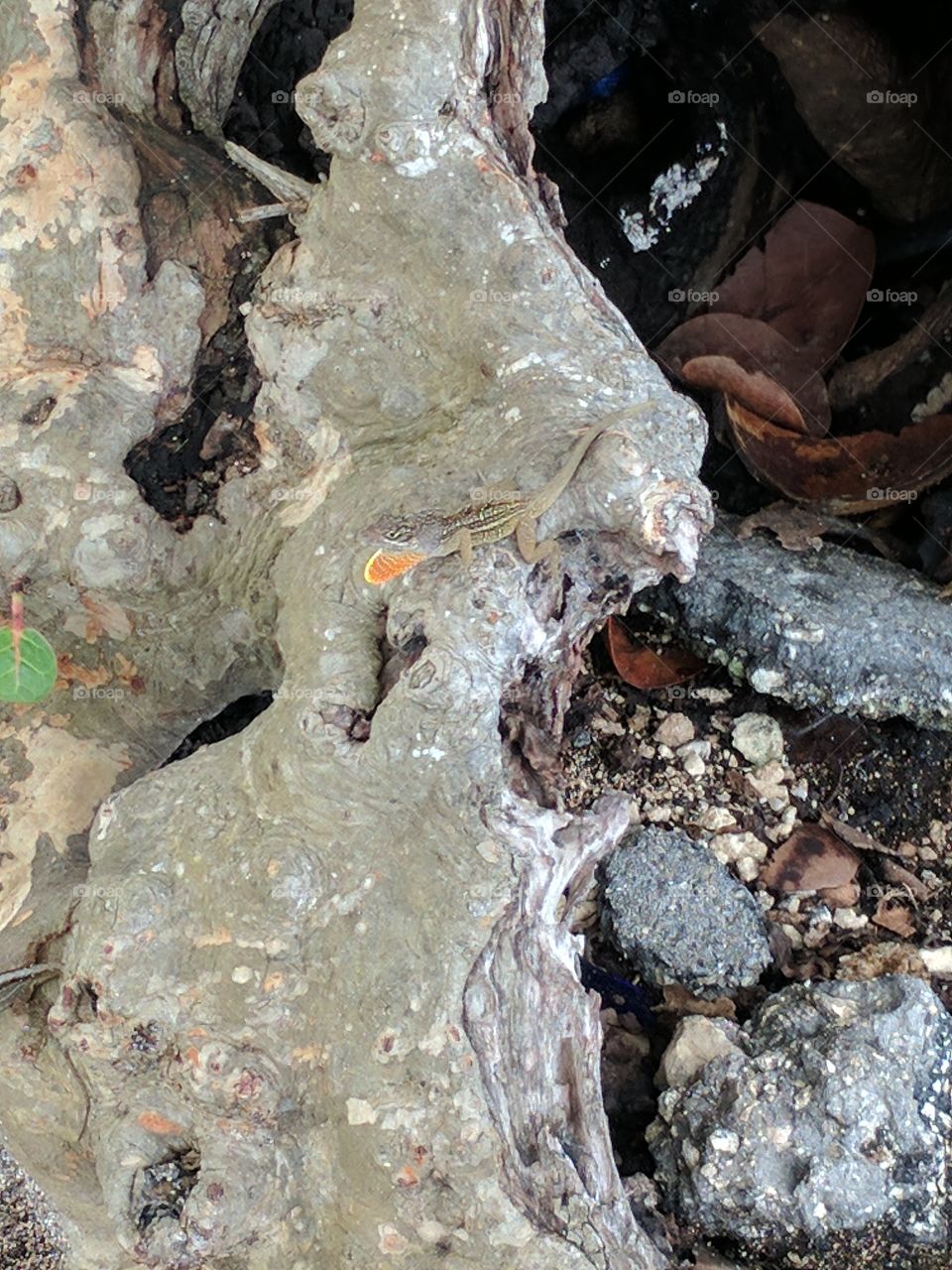 camouflaged lizard