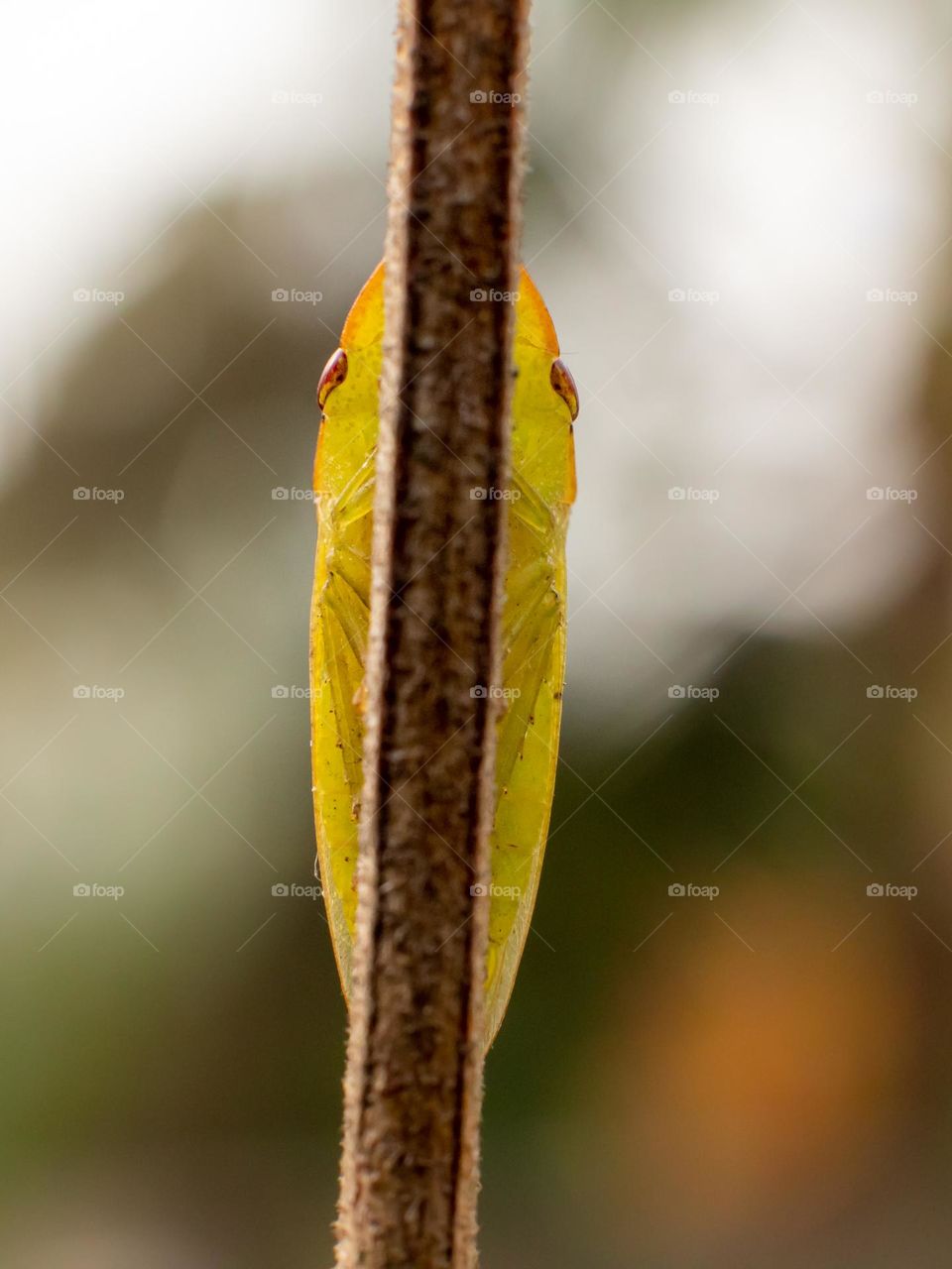 Treehopper