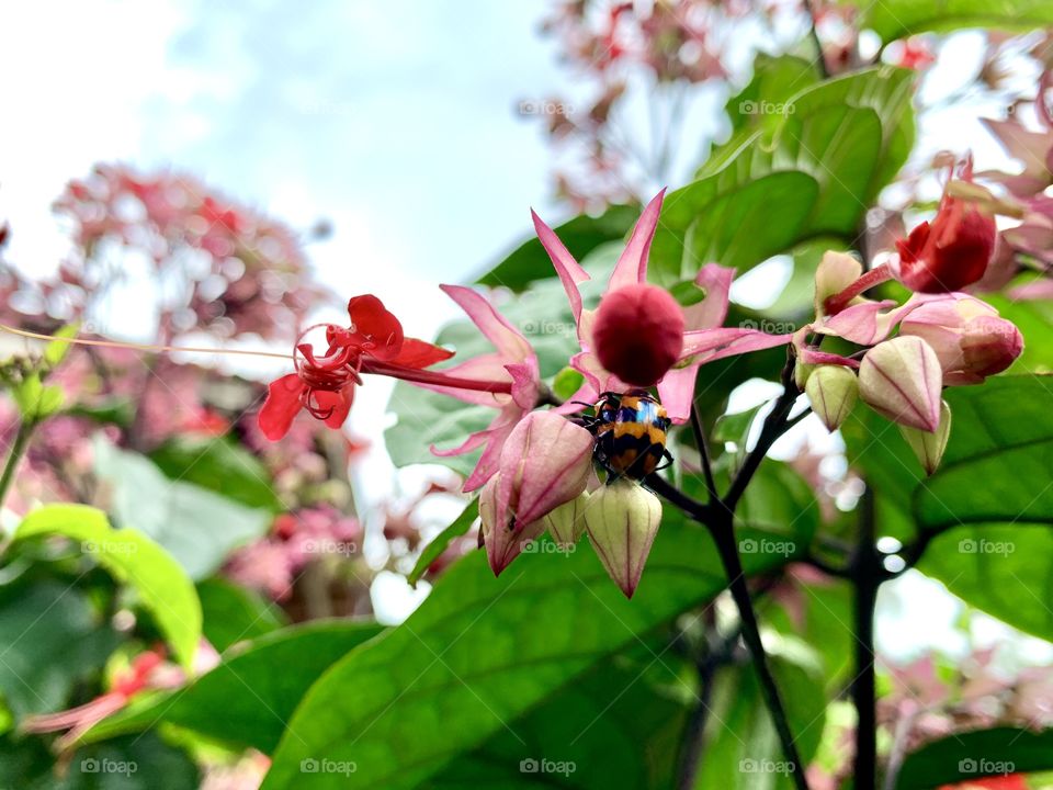 flower garden insects