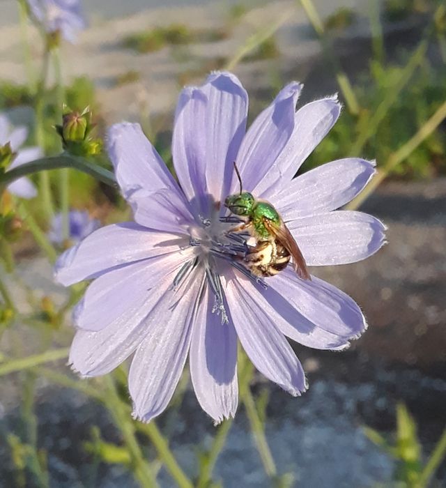 green wasp on a purple chicory flower close up