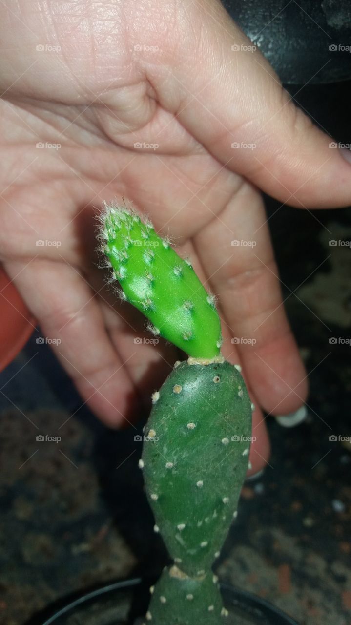 cactus 💚